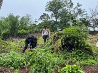 Polres Empat Lawang, Polda Sumsel, menggerebek ladang ganja seluas 3 hektare.