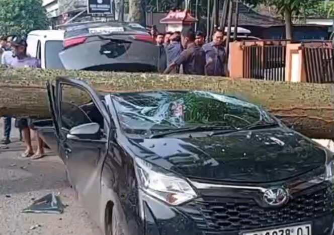 
Mobil ringsek akibat pohon tumbang. Foto : Istimewa