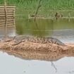 Penampakan buaya yang berada di kawasan sekitar sungai Kelurahan Sukamulya, Palembang. (ist)
