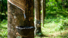 Ilustrasi kebun karet. Foto : Istock