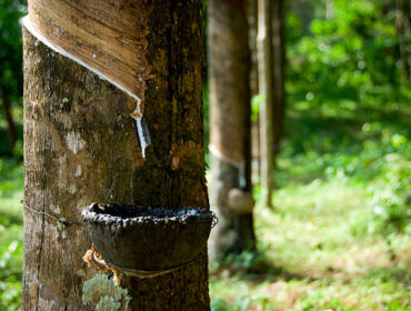 Ilustrasi kebun karet. Foto : Istock