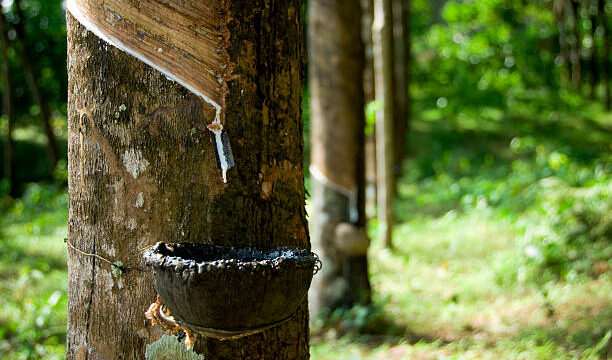 Ilustrasi kebun karet. Foto : Istock