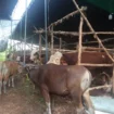 Beberapa sapi di lapak penjual hewan kurban di Palembang/Anyelir.
