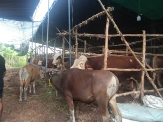 Beberapa sapi di lapak penjual hewan kurban di Palembang/Anyelir.