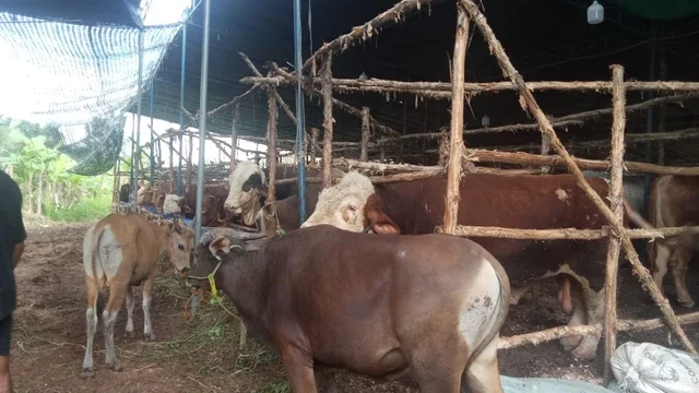 Beberapa sapi di lapak penjual hewan kurban di Palembang/Anyelir.
