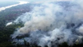 Ilustrasi kebakaran lahan. Foto : Istimewa
