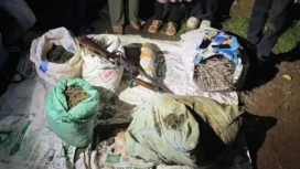 Polisi grebek ladang ganja seluas 20 hektar di Empat Lawang. (Dok. Polda Sumsel)