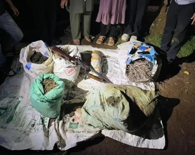 
Polisi grebek ladang ganja seluas 20 hektar di Empat Lawang. (Dok. Polda Sumsel)