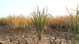 Ilustrasi Kekeringan/Shutterstock