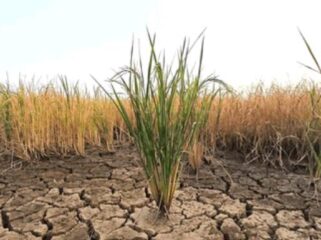 Ilustrasi Kekeringan/Shutterstock
