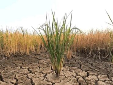 Ilustrasi Kekeringan/Shutterstock
