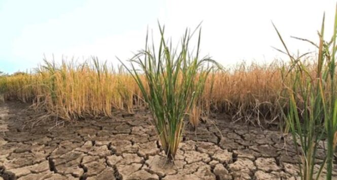 
Ilustrasi Kekeringan/Shutterstock