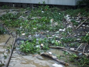 Tumpukan sampah Eceng gondok di pinggir Sungai Musi Palembang, Minggu (25/10) Foto: ary priyanto/Urban Id
