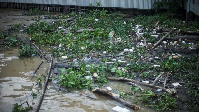 Tumpukan sampah Eceng gondok di pinggir Sungai Musi Palembang, Minggu (25/10) Foto: ary priyanto/Urban Id
