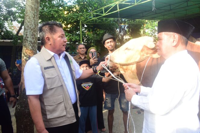 
Herman Deru Salurkan Sapi Kurban 1,3 Ton untuk Masjid Agung Palembang, Tekankan Kepedulian kepada Mustahik