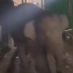 Kawanan gajah melintas di pemukiman di Pasar Jukung, daerah Sungai Baung, Kecamatan Air Sugihan, Kabupaten Ogan Komering Ilir (OKI) membuah heboh warga sekitar. Foto: Dok. Istimewa