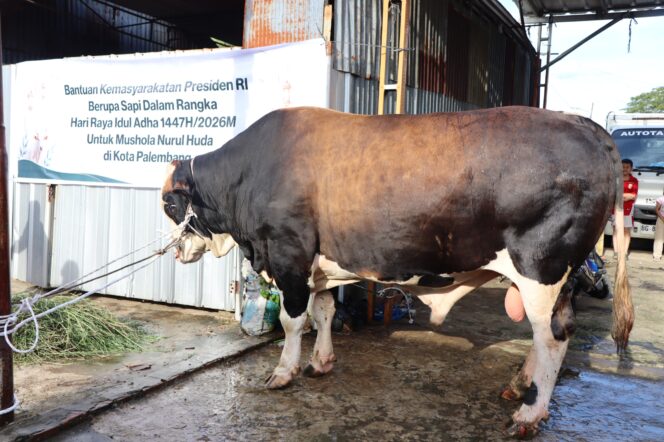 
Ratu Dewa Serahkan Sapi Kurban dari Presiden Prabowo ke Musala Nuruh Huda SU I Palembang