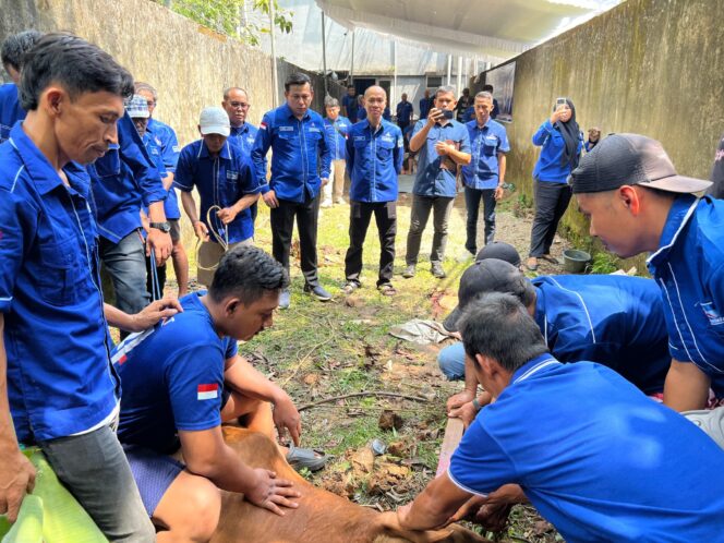 
Sambut Idul Adha 1447 Hijriah, Partai Demokrat Palembang Berkurban 2 Ekor Sapi