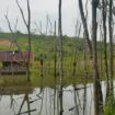 Kebun milik warga yang tergenang air, diduga akibat tersumbatnya aliran sungai akibat aktivitas pertambangan PT BME beberapa tahun lalu. Foto : Istimewa