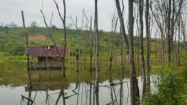 Kebun milik warga yang tergenang air, diduga akibat tersumbatnya aliran sungai akibat aktivitas pertambangan PT BME beberapa tahun lalu. Foto : Istimewa