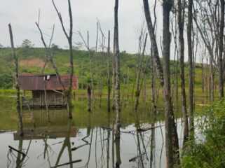 Kebun milik warga yang tergenang air, diduga akibat tersumbatnya aliran sungai akibat aktivitas pertambangan PT BME beberapa tahun lalu. Foto : Istimewa