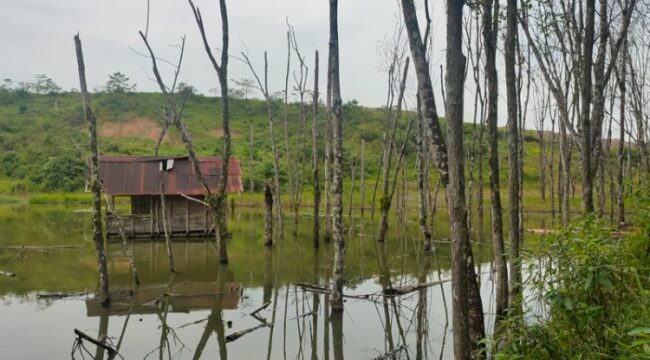 Kebun milik warga yang tergenang air, diduga akibat tersumbatnya aliran sungai akibat aktivitas pertambangan PT BME beberapa tahun lalu. Foto : Istimewa