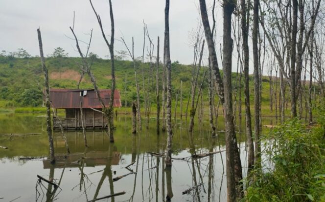 
Kebun milik warga yang tergenang air, diduga akibat tersumbatnya aliran sungai akibat aktivitas pertambangan PT BME beberapa tahun lalu. Foto : Istimewa