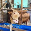Sapi Presiden Prabowo yang akan dikurbankan di Palembang. Foto : Istimewa