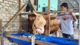Sapi Presiden Prabowo yang akan dikurbankan di Palembang. Foto : Istimewa