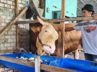 Sapi Presiden Prabowo yang akan dikurbankan di Palembang. Foto : Istimewa