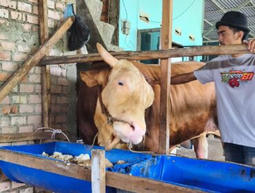 Sapi Presiden Prabowo yang akan dikurbankan di Palembang. Foto : Istimewa