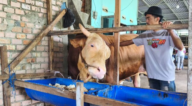 Sapi Presiden Prabowo yang akan dikurbankan di Palembang. Foto : Istimewa