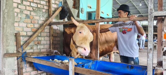 
Sapi Presiden Prabowo yang akan dikurbankan di Palembang. Foto : Istimewa