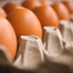 Ilustrasi telur. Foto : Pixabay