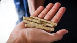Pelet Sekam Padi sebagai bahan baku PLTBm PT Buyung Poetra Energi. Foto : PT BPE